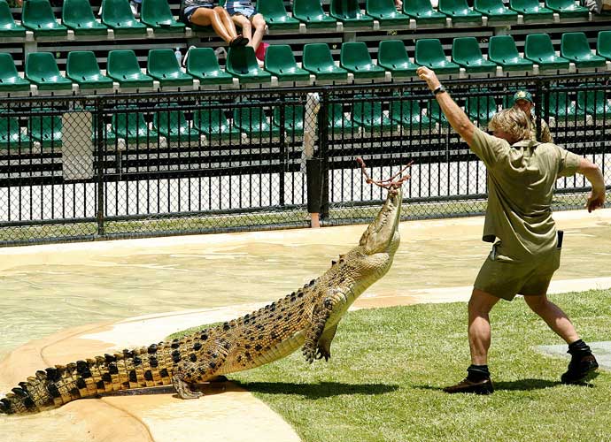 Steve Irwin tames a crocodile in December 2005 (Image: Wikimedia)