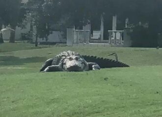 Giant Florida alligator (Image: Facebook)