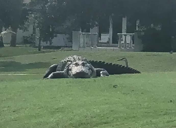 Jurassic Park Sized Alligator Takes In Sun On Florida Golf Course