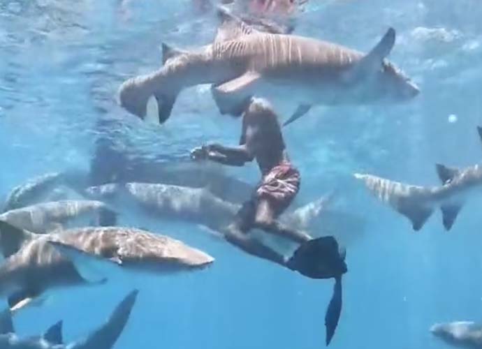 'The Shark Guy' Ibrahim Shafeeg swims with sharks in The Maldives (Image: TikTok)