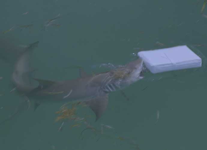Sharks examine mock cocaine bundle (Image: Discovery)