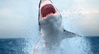 Authorities On Watch After Back-To-Back Shark Attacks In Florida Lead To Two People Losing Limbs