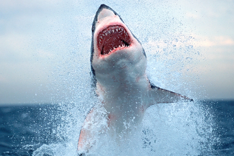 A scene from Shark Week' on Discovery (Image: Discovery)
