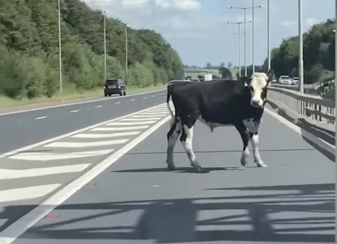 Cow blocks highway in England (Image: Facebook)