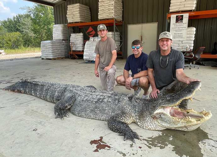 800-pound alligator caught in Mississippi (Image: Facebook)