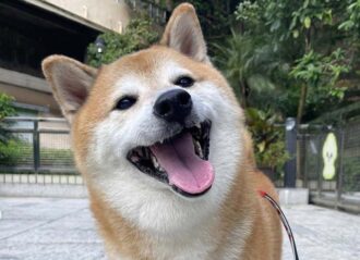 Viral Shiba Inu Balltze dies (Image: Instagram)