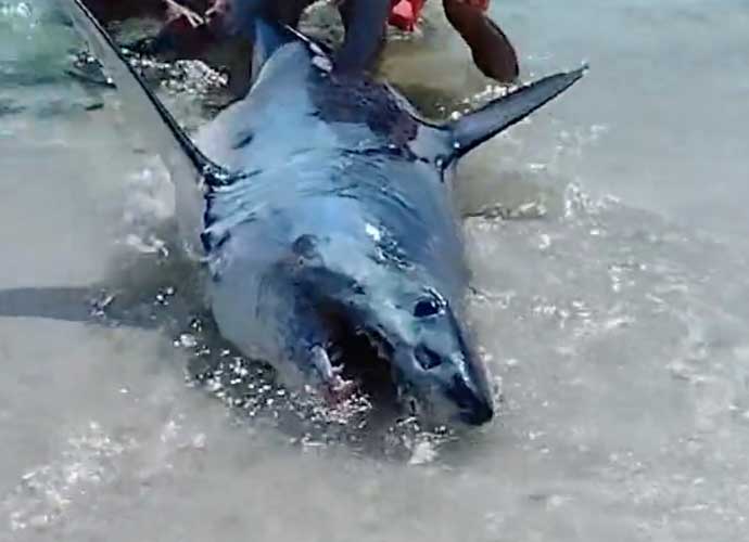 Massive shark washes up on Pensacola, Florida, beach (Image: Twitter)