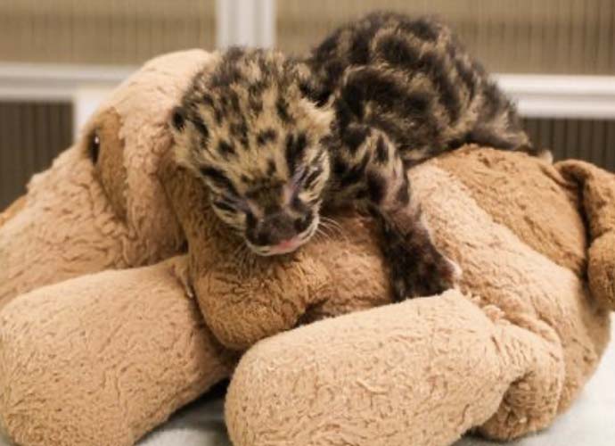 Baby Clouded Leopard born at Nashville Zoo (Image: Nashville Zoo)