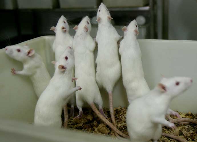 CHONGQING, CHINA - FEBRUARY 16: (CHINA OUT) Female white rats stand in a basin at an animal laboratory of a medical school on February 16, 2008 in Chongqing Municipality, China. Over 100,000 rats and mice are used in experiments every year for pharmaceutical research in the lab, where the temperature is kept at 24 degrees centigrade. (Photo by China Photos/Getty Images)