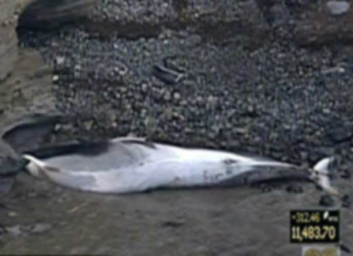 50-foot fin whale washes up on beach (Image: YouTube)