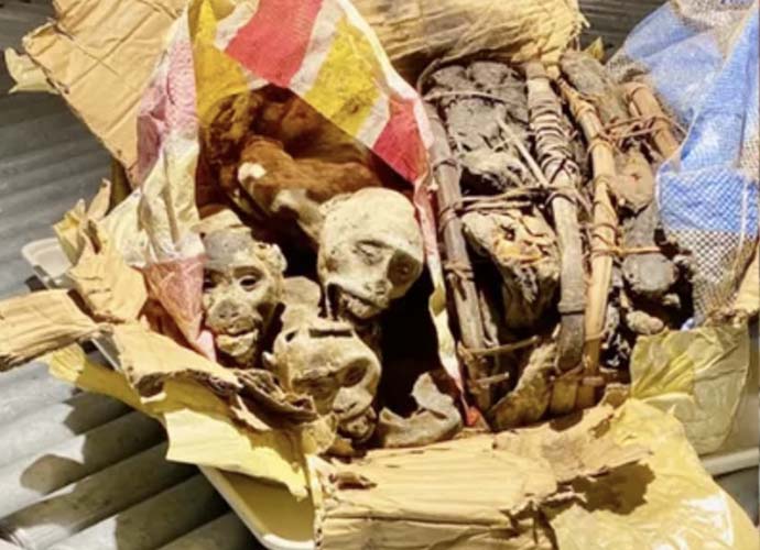 Mummified Monkeys found by Customs Service dog (Image: U.S. Customs Service)