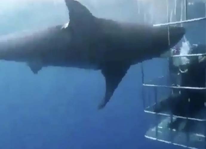 Shark head caught in cage (Image: X)