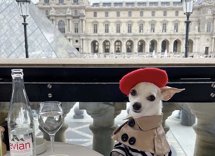 Chihuahua Bao in Paris (Image: Instagram)