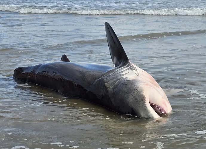 Great White shark washes ashore in Australia (Image: Facebook)