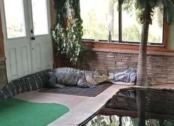 750-foot alligator, named Albert, seized from New York home (Image: NY Department of Conservation)