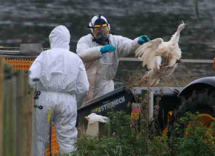 DISS, UNITED KINGDOM - NOVEMBER 13: DEFRA (Department for Environment, Food and Rural Affairs) workers clear up dead turkey carcasses at Redgrave Park Farm where around 2,600 birds, including ducks and geese, are being slaughtered following the confirmed outbreak of the H5 strain of bird flu, on November 13, 2007 in Redgrave, Suffolk, near Diss, Norfolk, England. A 3km protection zone and a 10km surveillance zone has been established around the infected premises. Following further tests, DEFRA has announced at a press conference that this particular virus does contain the highly infectious H5N1 substrain of Aviation Influenza (the fourth outbreak H5N1 in the UK this year), which in rare cases can spread to other species, including humans. (Photo by Jamie McDonald/Getty Images)