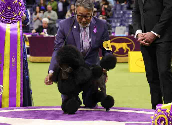 NEW YORK, NEW YORK - MAY 14: Dog handler Kaz Hosaka and Sage, Best in Show and Non-Sporting Group winner pose during the 148th Annual Westminster Kennel Club Dog Show - Best In Show at Arthur Ashe Stadium on May 14, 2024 in Queens, New York. (Photo by Michael Loccisano/Getty Images for Westminster Kennel Club )