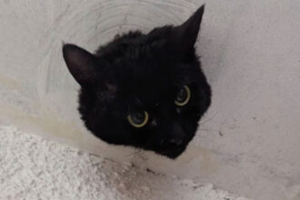 VIDEO: Adorable Cat Rescued After Her Head Gets Stuck In A Drainpipe