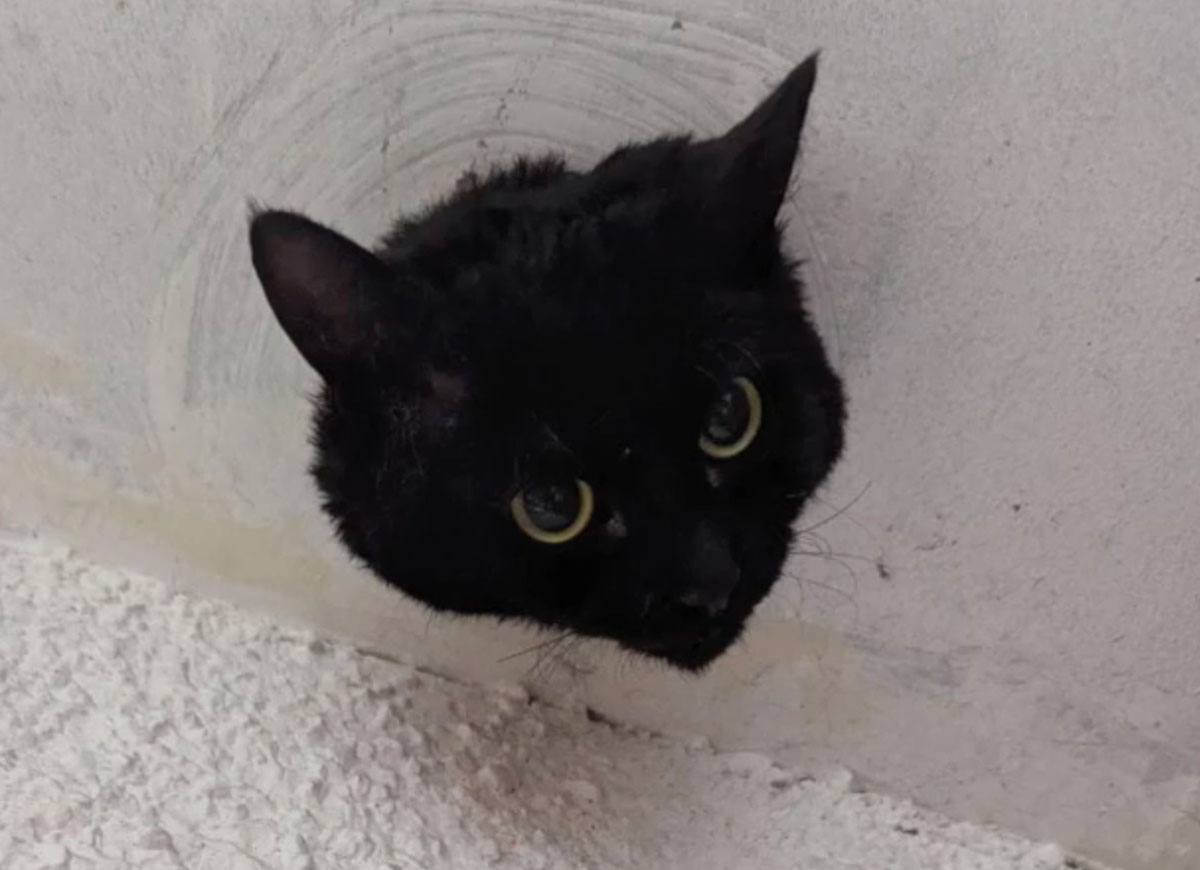 VIDEO: Adorable Cat Rescued After Her Head Gets Stuck In A Drainpipe