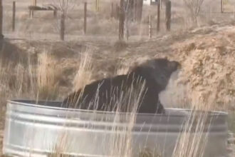 VIDEO: After 30 Years in a Cage, Rescued Black Bear Makes Joyful Splash In Sanctuary