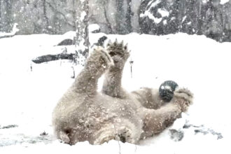 VIDEO: Cincinnati Zoo Animals Have A Snow Day