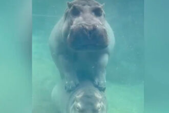 VIDEO: Hippo Mother Bibi Uses Son Fritz As Step Stool At Cincinnati Zoo