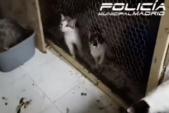 VIDEO: Madrid Police Rescue 50 Cats Found In Filthy Conditions