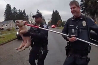 VIDEO: Officers Chase ‘Noncompliant’ Pig In Tacoma