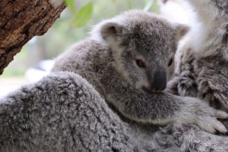 VIDEO: 3 Adorable Koala Newborns Snuggle Up To Their Mothers At Sydney Zoo