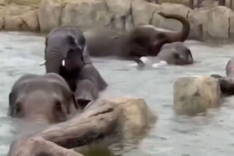 VIDEO: Elephants Splash Around At Cincinnati Zoo Pool Party