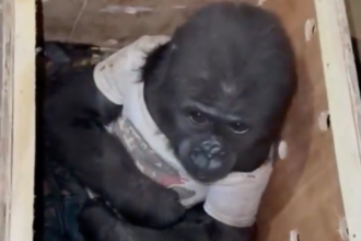 VIDEO: Smuggled Baby Gorilla Rescued From A Crate At Istanbul Airport