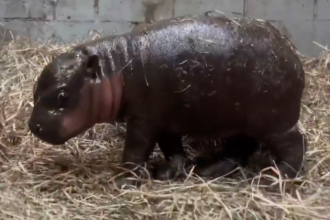 VIDEO: Virginia Zoo Welcomes Birth of Adorable Pygmy Hippo