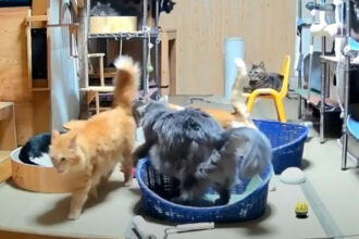 VIDEO: Cats Sense Earthquake Is Coming 10 Seconds Before It Starts, Eerie Livestream Shows