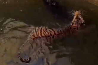 VIDEO: Tiger & Wild Boar Rescued From Well In Indian That Inspired ‘The Jungle Book’