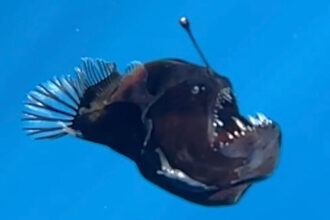 VIDEO: World’s Ugliest Fish, Deep-Sea Anglerfish, Spotted on Rare Foray Into Shallower Waters