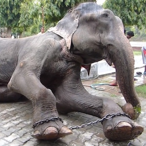 Raju The Elephant Cries Tears Of Joy At The Sight Of Rescuers - uInterview